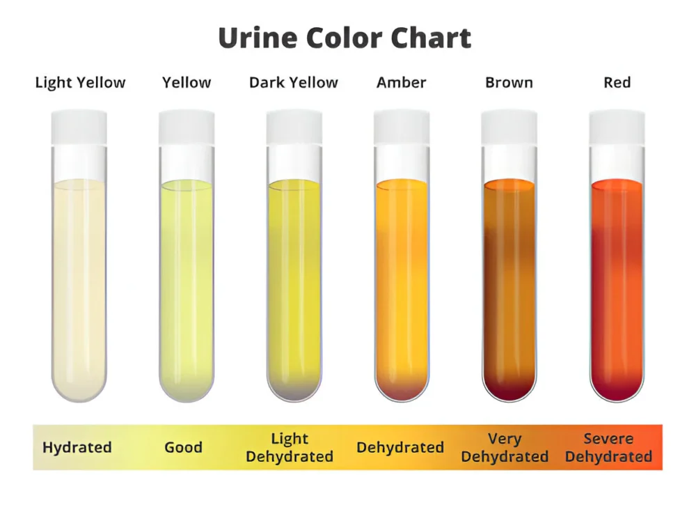 Artificial Urine for Hydration Urine Color Simulation